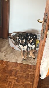 Inked_Ginger Doggos зображення