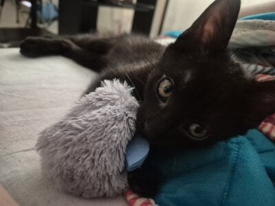 Smokey😻😻😻 de Sarah-Stoner  4 Imagens