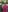 Var_Kiss My garden beauty Photo 7