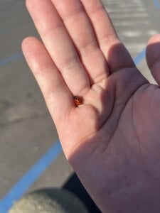 Lilith_Rossell Bb Immagine 