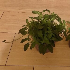 Public de omonaka Foto