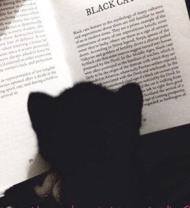 LuluSpark Sunshine Pic 3