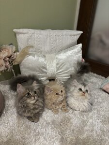 nekoyuna_1612 Public Foto