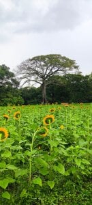 1julianasalazar a band-aid to the heart / una tirita para el corazón 圖片 7