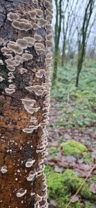 FreezingTie850 2 Gambar 3