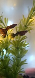 anaroman01 A house full of life and love ❤️ 圖片 3