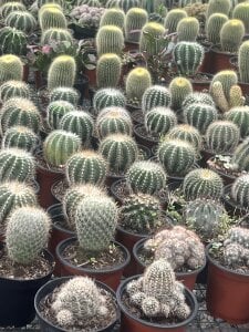 Felicity_Hops ☕️ Pic 4