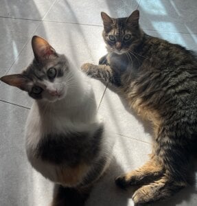 🐈💖MY BABYS💖🐈 de little_kawaiigirl_  4 Imagens