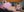 FapClubFamm Розовая Леди 사진 9