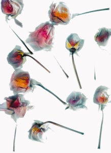 sorry-mom69 the history of flowers Pic 9