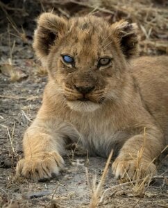 XxxArabicFuckBoy: Lion 🦁 ( 3 фото)