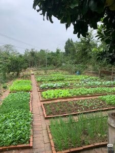 Public de Cherry-26  2 Imagens