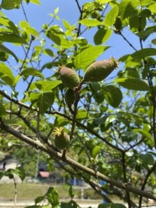 iiiviviii Public Pic 2