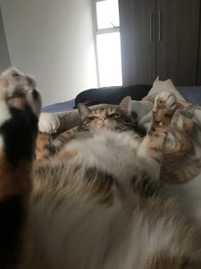 catsara My pets, I love animals I want to share them with u Pic 6