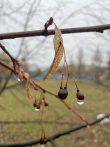 Autumn berries de AngelenaCrittendon  2 Imagens