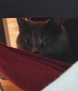 shark_attack52 Sifa's bigdata Pic 7