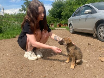 Happy_summer dog shelter 사진 3