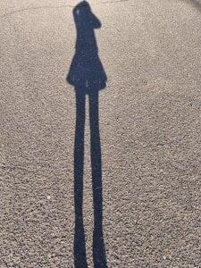 chillimonia Mein heutiges Outfit für den Foto und Video Shooting 💋 wollt ihr mehr sehen komme in meinem Fanclu รูป  4