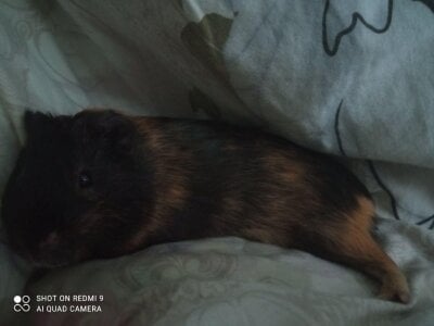 dream_alexa MY big hamster Photo