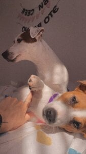 _ni_kiss with dogs зображення 5