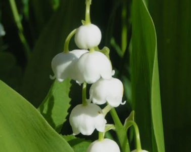 Audrey_Aura LILY OF THE LILY MY FAVORITE FLOWERS Hình 3