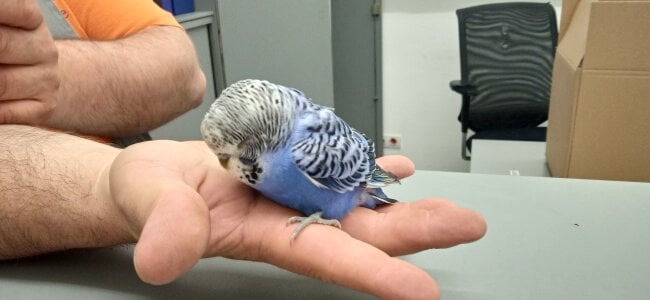 Pavlosss Public Bilde 8