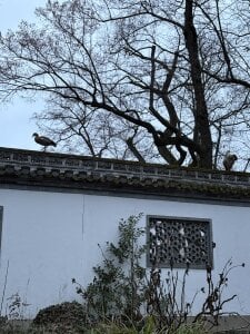 Tommy_Lidds: China park 🌴🍃 ( 8 фото)