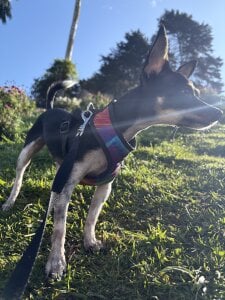 Zdjęcia 2Angela_ Pet Atlas 🐶:  5