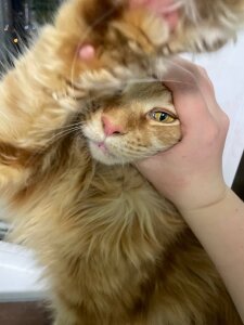 Lilian_Stars My sexy cat Pic 8