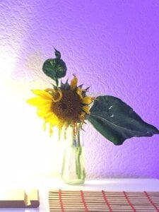 AnnexedPistol Moonflower Pic 2
