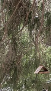 Roxy_____ Winter walk in the park Kuva 8