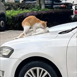 Zdjęcia Alphamancum Public: 