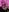 Lilii_villi mr Pic 5