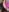 May_FlowerTease图片 6