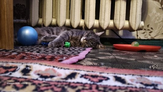 my cat 🥰🐈 de swett_girll  Imagens