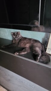 Blondie_Sasha Cat mom Pic 6