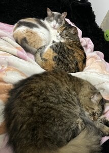 🐈💖MY BABYS💖🐈 de little_kawaiigirl_  5 Imagens