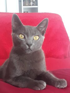 Lily-pretinha 🤤 Pic 3