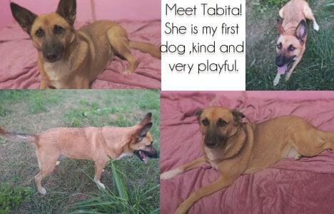 AlecsAndrina Puppiess صورة واحدة|AlecsAndrina Puppiess صورتان|AlecsAndrina Puppiess  2 صور|AlecsAndrina Puppiess  2 صورة