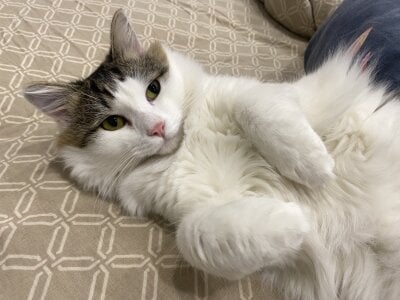 CindyMill My kitty 사진 6