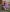 Mydreams69 a purple stuffed Pic 8