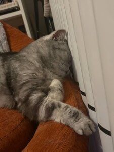 luna_berryy My little kitty🐱 зображення 2