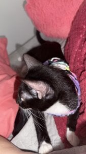 Violeta_Sumer 🐈‍⬛🐈 Pic 7