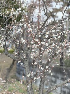 PARCO od rei-xox  3 snímek