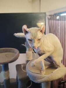 Mis gatos de barbaszztop  6 Imagens