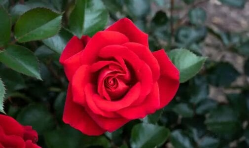 cooldude6939's Rose Sex Photo 4