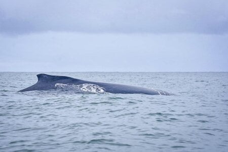 YourLittleFantasy another goal achieved 💙💦 whales🎯 Pic