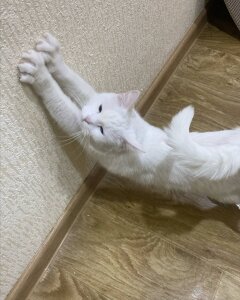 NovaEva_ My cutties cat Asya :3 Foto 6