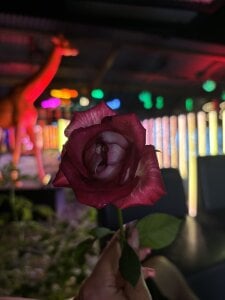 Leri_Star give women flowers 🌹 Gambar 8