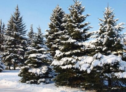 MichelleGraseMagical Winter Bild 3